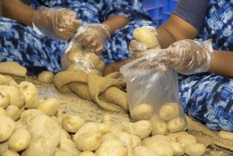 There are enough potatoes in 1 pack; it can serve a family.